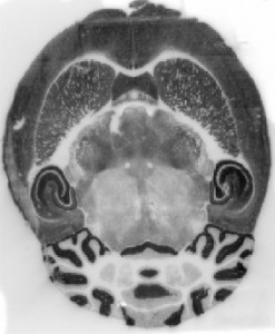Regional distribution of BKβ3 in the adult mouse brain using a Histoblot technique on horizontal sections. The BKβ3 channel subunit exhibited broad distribution in the brain. In particular, strong immunoreactivity for BKβ3 was detected in the hippocampus, neocortex, cerebellum and caudate putamen.