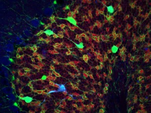 Triple labelling between GIRK2 (red), Neurogranin (blue) and Pax2-GFP (green). Pax2 is expressed in Golgi cells during postnatal development. Pax2-GFP immunofluorescence strongly and selectively labelled Golgi cells in the granule cell layer and the axons of Golgi cells establishing synaptic contacts in the cerebellar glomeruli; GIRKs labelled cell bodies and dendrites of granule cells.